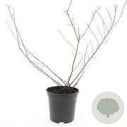 Escallonia 'Donard Seedling' GM C1.3