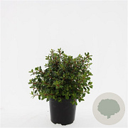 Escallonia 'Red Dream' GM C1.3