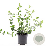 Euonymus fort. 'Coloratus' GM C1.3