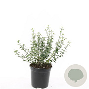 Euonymus fort. 'Emerald Gaiety' GM C1.3