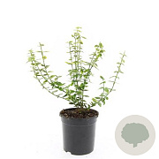 Euonymus fort. 'Emerald 'n' Gold' GM C1.3