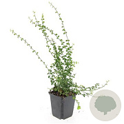 Euonymus fort. 'Minimus' GM P9
