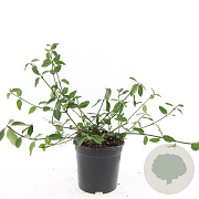Euonymus fort. 'Tustin' GM C1.3