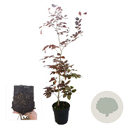 Fagus syl. 'Atropunicea' 100-125 cm 4,5L