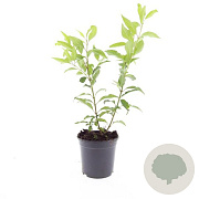 Forsythia int. 'Spectabilis' GM C1.3