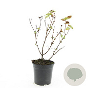 Hypericum i. Magical Beauty GM C1.3