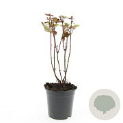 Hypericum i. Magical Black GM C1.3