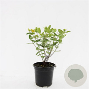 Hypericum i. Magical Sunshine GM C1.3