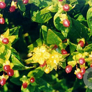 Hypericum inodorum GM C1.3
