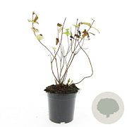 Hypericum i. 'Rheingold' GM C1.3