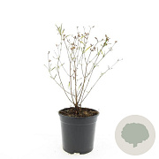 Hypericum kalmianum 'Gemo' GM C1.3