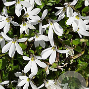 Isotoma fluviatilis 'Alba' GM P9