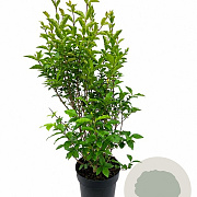 Ligustrum ovalifolium 60-80 cm 4,5L