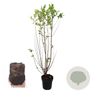 Ligustrum ovalifolium 80-100 cm 2,5L