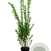 Ligustrum ovalifolium 80-100 cm 4,5L