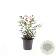 Nandina d. Obsessed GM C1.3