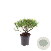 Pinus mugo mugo GM C1.3