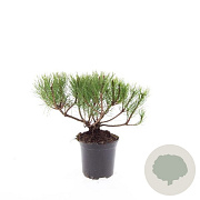 Pinus mugo pumilio GM C1.3