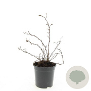 Potentilla f. 'Goldstar' GM C1.3