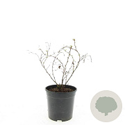 Potentilla f. 'Limelight' GM C1.3