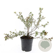 Potentilla f. 'Primrose Beauty' GM C1.3