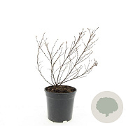 Potentilla f. 'Tangerine' GM C1.3