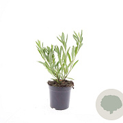 Prunus pumila depressa GM C1.3