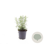 Rosmarinus officinalis GM C1.3