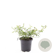 Rosa (M) 'White Fairy' GM C1.3