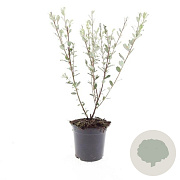 Salix repens GM C1.3