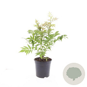 Sorbaria sorbif. 'Sem' GM C1.3