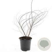Spiraea arguta GM C1.3