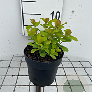 Spiraea betulifolia 'Tor Gold' GM C1.3