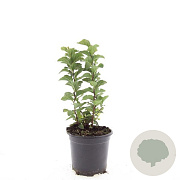 Spiraea densiflora GM C1.3