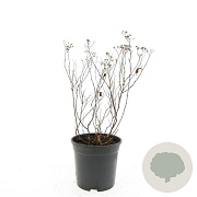 Spiraea jap. 'Anthony Waterer' GM C1.3