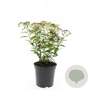 Spiraea jap. 'Genpei' GM C1.3