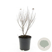 Spiraea jap. 'Manon' GM C1.3
