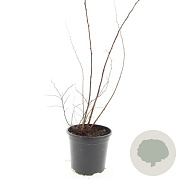 Spiraea jap. 'Odensala' GM C1.3