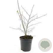 Spiraea vanhouttei GM C1.3