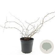Stephanandra incisa 'Crispa' GM C1.3