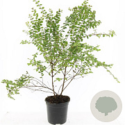 Symphoricarpos ch. 'Hancock' GM C1.3