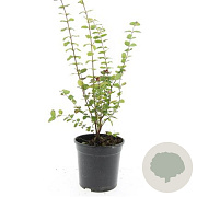 Symphoricarpos d. 'Magic Berry' GM C1.3