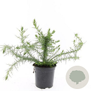 Ulex europaeus GM C1.3