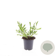 Verbena bonariensis GM C1.3