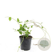 Vinca major GM C1.3