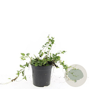 Vinca minor 'Alba' GM C1.3