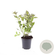 Weigela florida 'Tango' GM C1.3