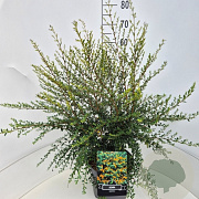 Azara microphylla 60-70 cm 10L