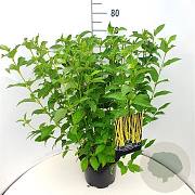 Cornus sericea 'Flaviramea' 80-100 cm 10L