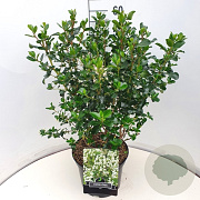Escallonia 'Iveyi' 50-60 cm 20L